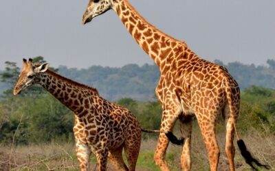 Discover Akagera National Park