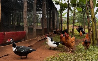 The Farm